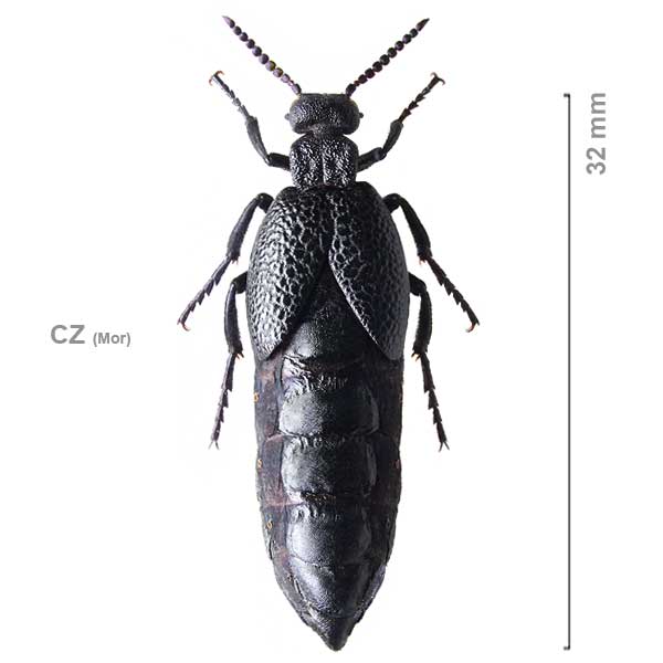 Meloe rufiventris