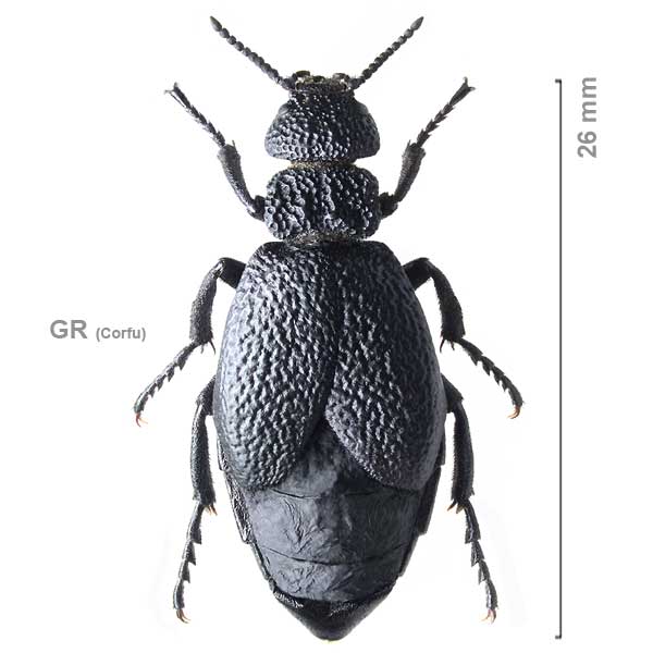 Meloe tuccius