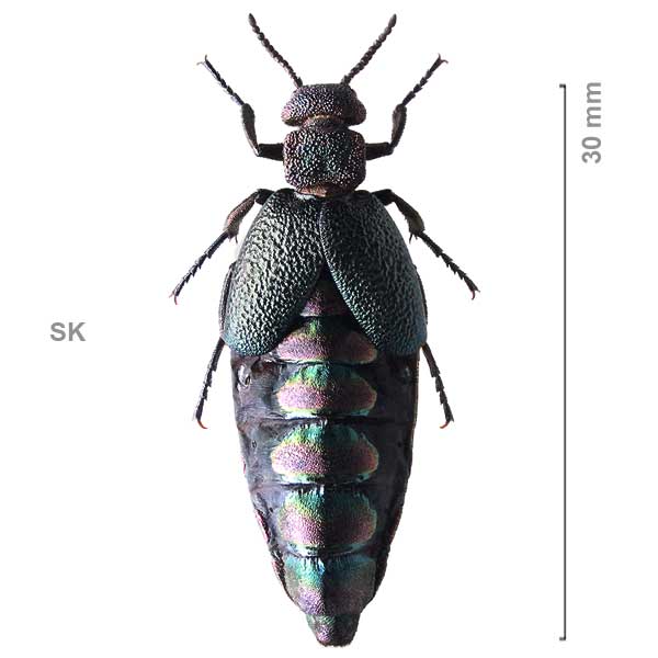 Meloe variegatus