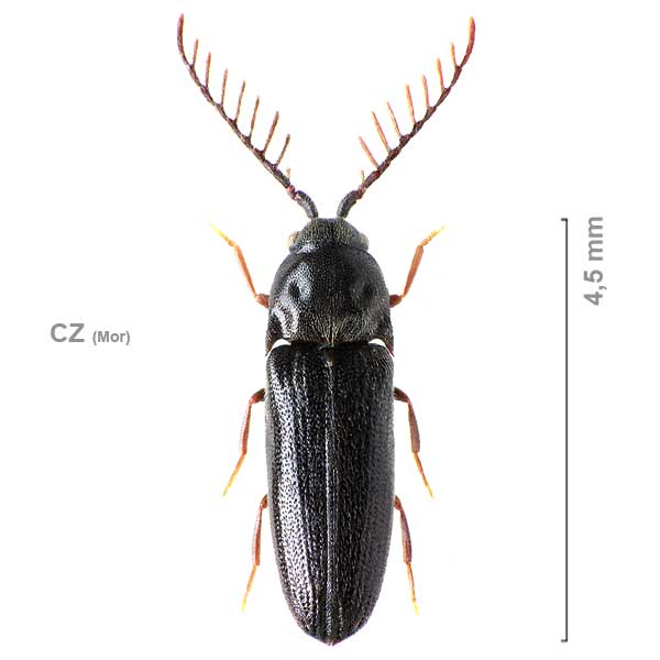 Microrhagus lepidus