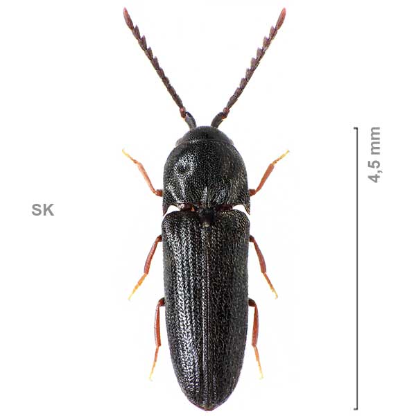 Microrhagus pygmaeus