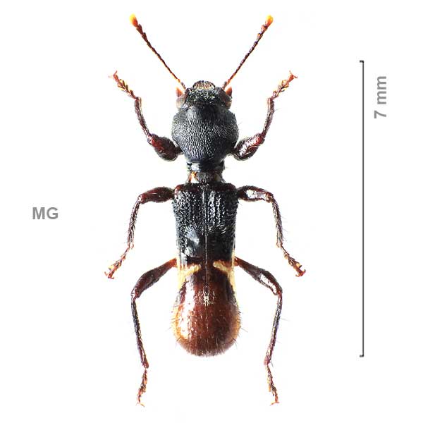 Myrmecomaea-sg2-sp-Madagascar3