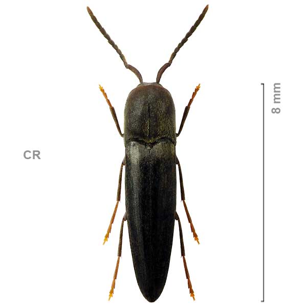 Nematodes cylindricus