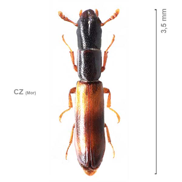 Nemosoma elongatum