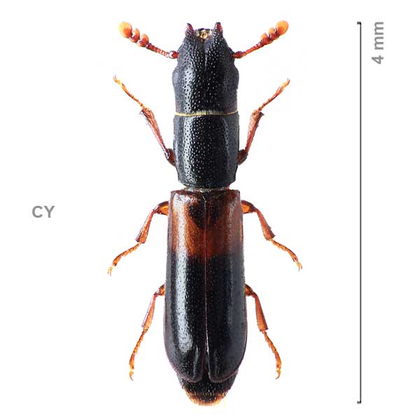 Nemosoma-sp-Cyprus1