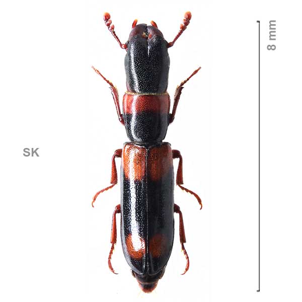 Nemozoma caucasicum
