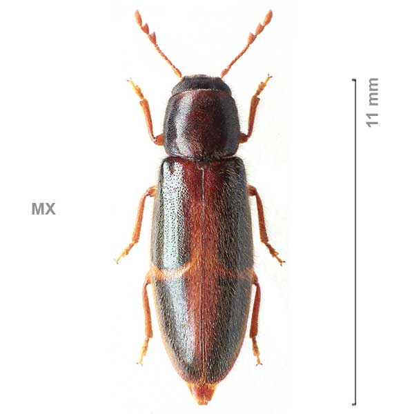 Neorthopleura-sp-Mexico1