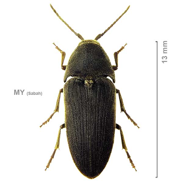 Onychodon-sp-Borneo1