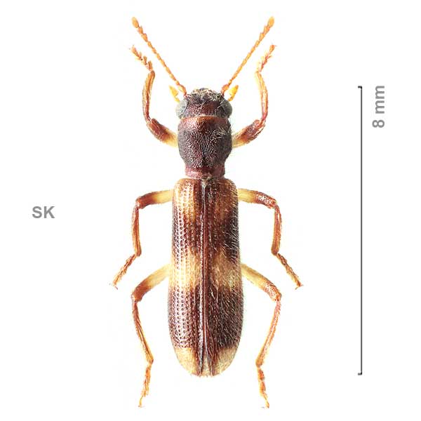 Opilo domesticus