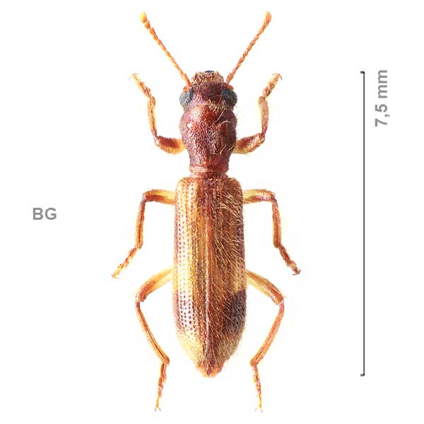 Opilo germanus