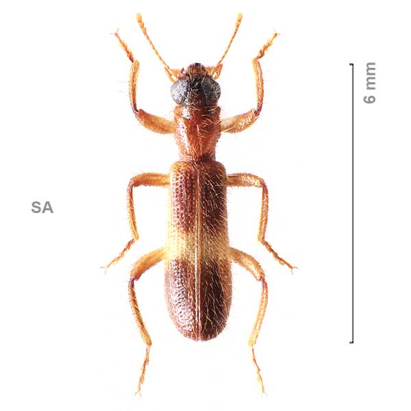 Opilo longipilis