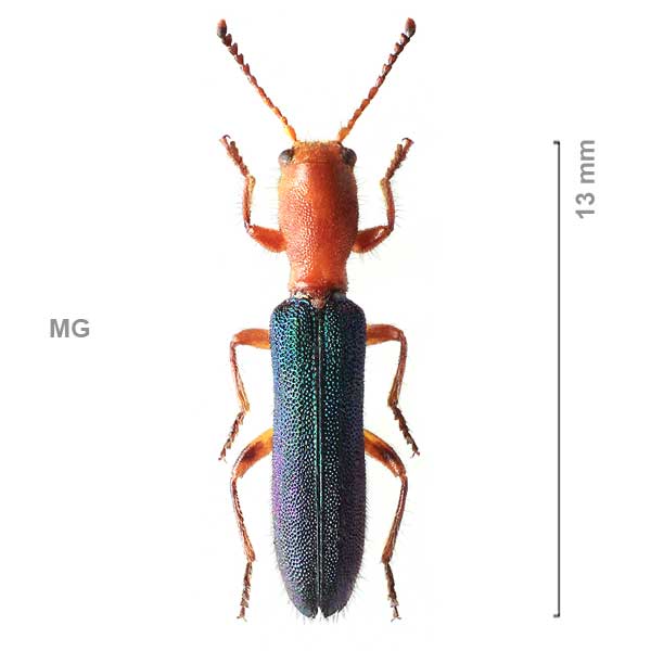 Pallenis bicolor