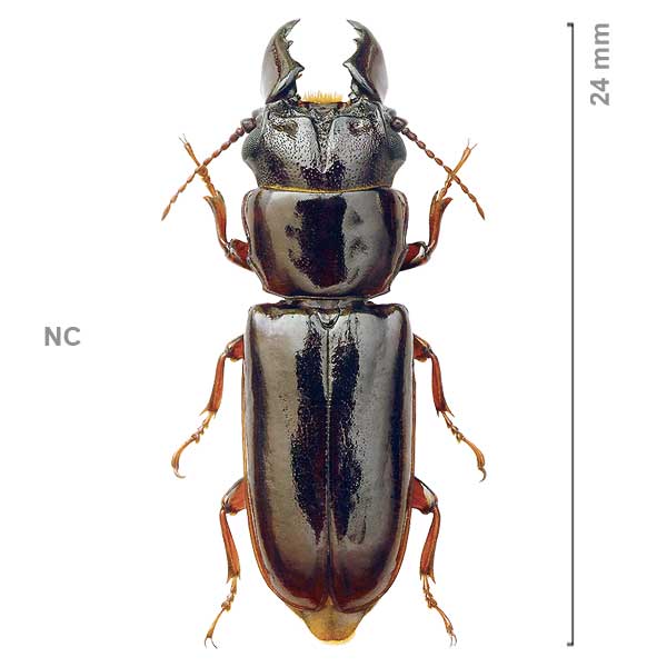 Parandra passandroides