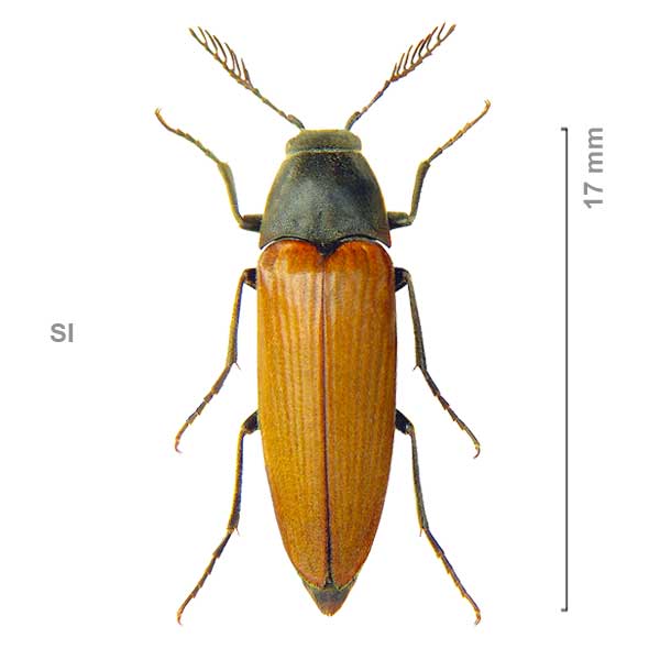 Phyllocerus flavicornis