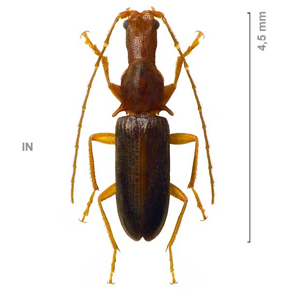Podabrocephalus sinuaticollis