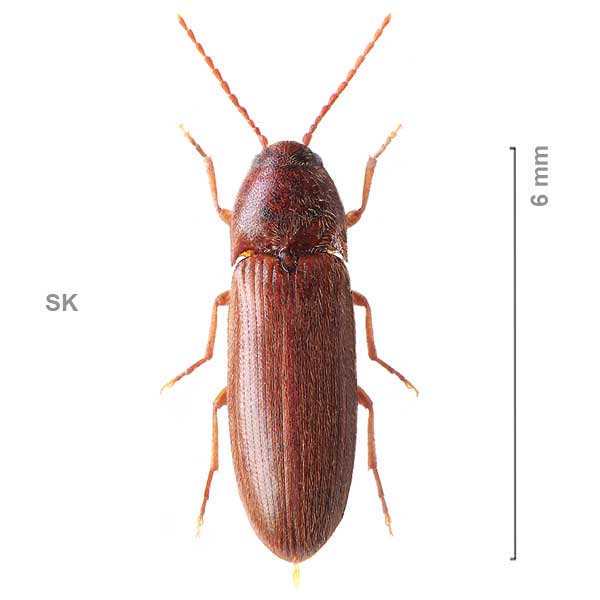 Porthmidius austriacus