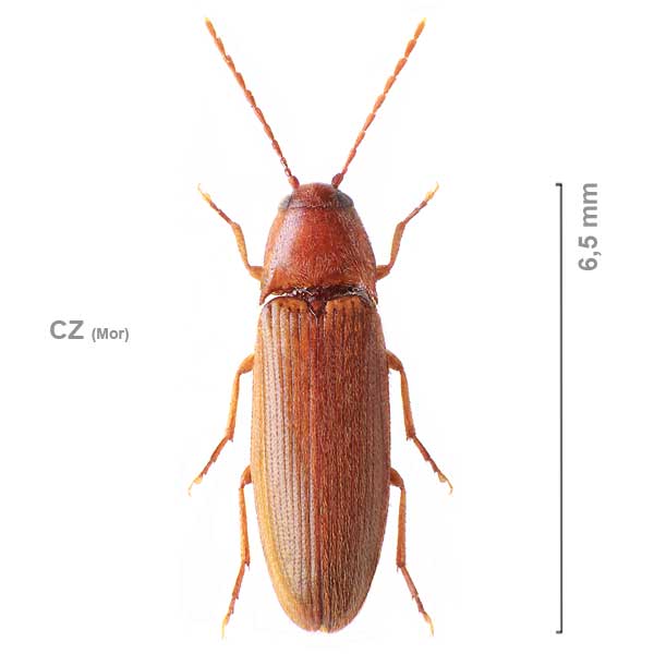 Porthmidius austriacus