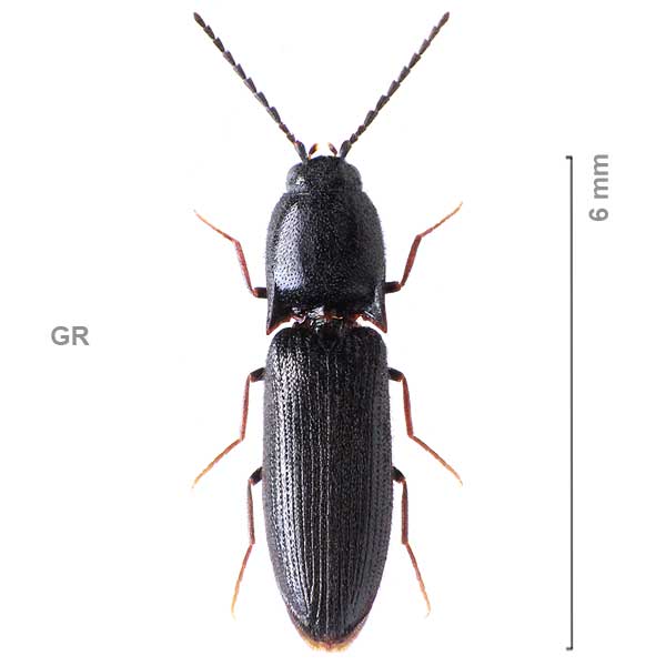 Procraerus tibialis