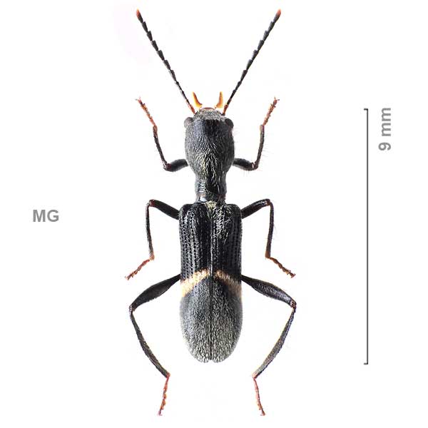 Pseudopallenis-sg1-Madagascar3