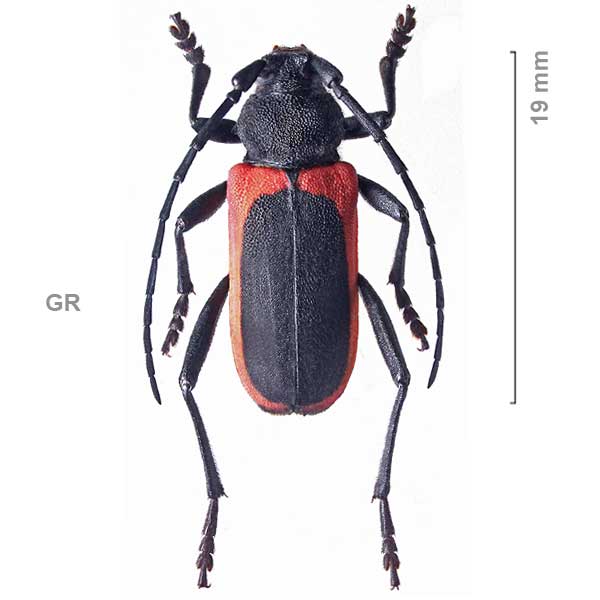 Purpuricenus boryi