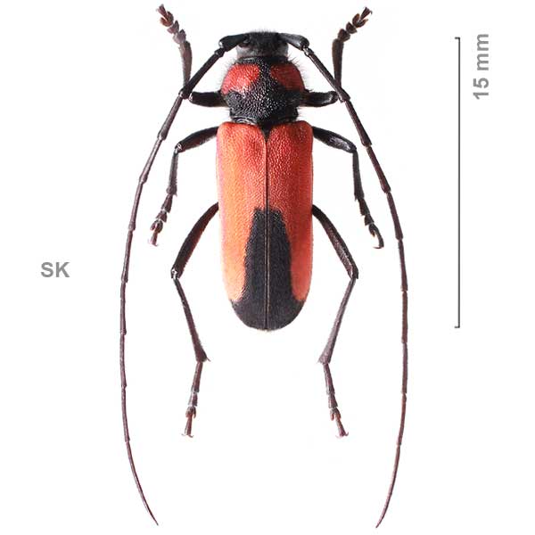 Purpuricenus budensis
