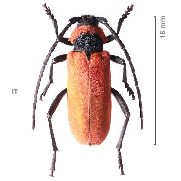 Purpuricenus kaehleri