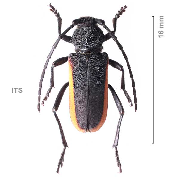 Purpuricenus kaehleri