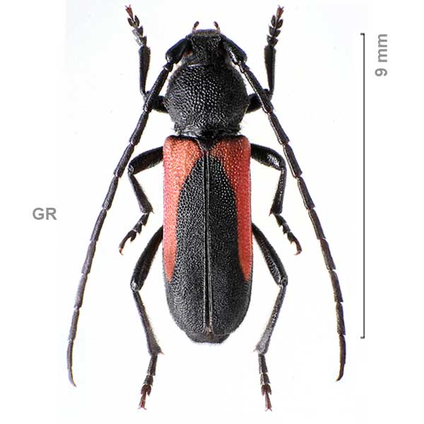 Purpuricenus-sp-Greece1