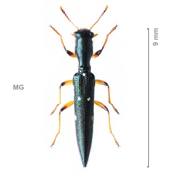 Stenocylidrus elegans