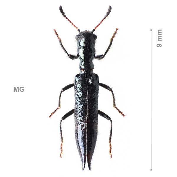 Stenocylidrus-sp-Madagascar2