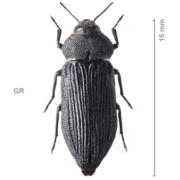 Strigopteroides hellenica