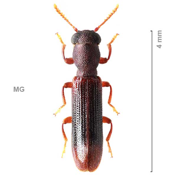 Synellapus-sg2-sp-Madagascar1