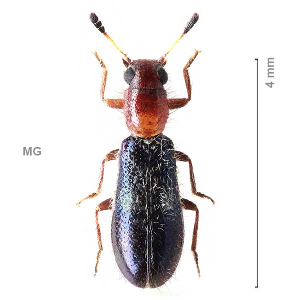 Tarsostenus-sg1-sp-Madagascar3