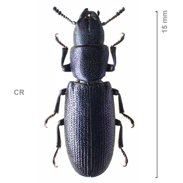 Temnoscheila caerulea