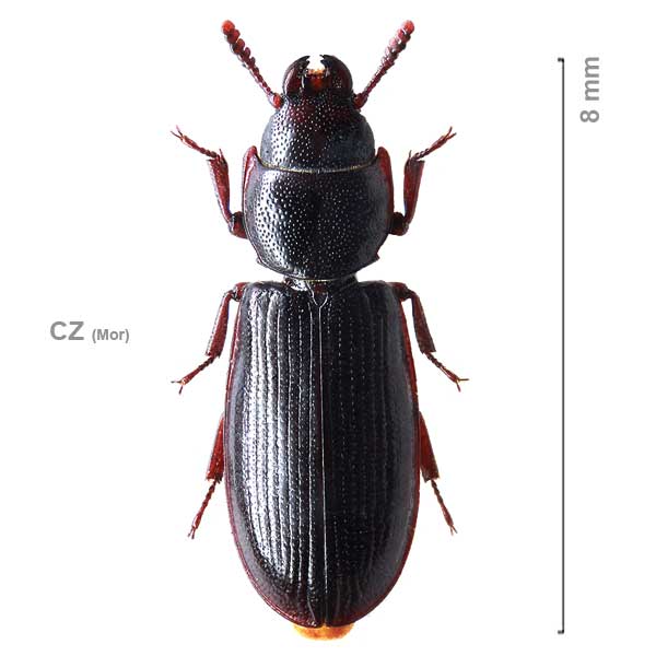 Tenebroides fuscus