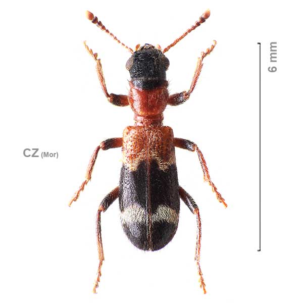 Thanasimus femoralis
