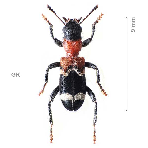 Thanasimus formicarius
