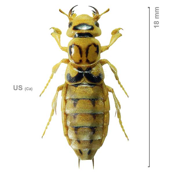 Thinopinus pictus