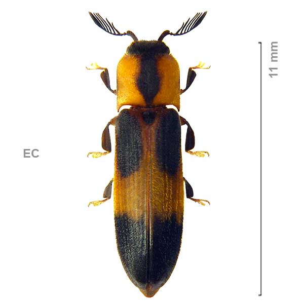 Thylacosternus pulchelus