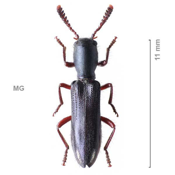 Tillinae-g01-sp-Madagascar1