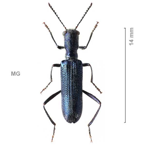 Tillinae-g02-sp-Madagascar1