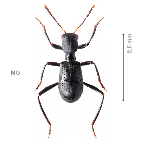 Tillinae-g03-sg2-sp-Madagascar1