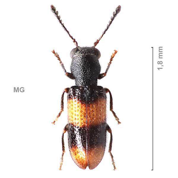 Tillinae-g04-sp-Madagascar1