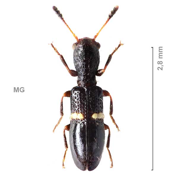 Tillinae-g05-sp-Madagascar1
