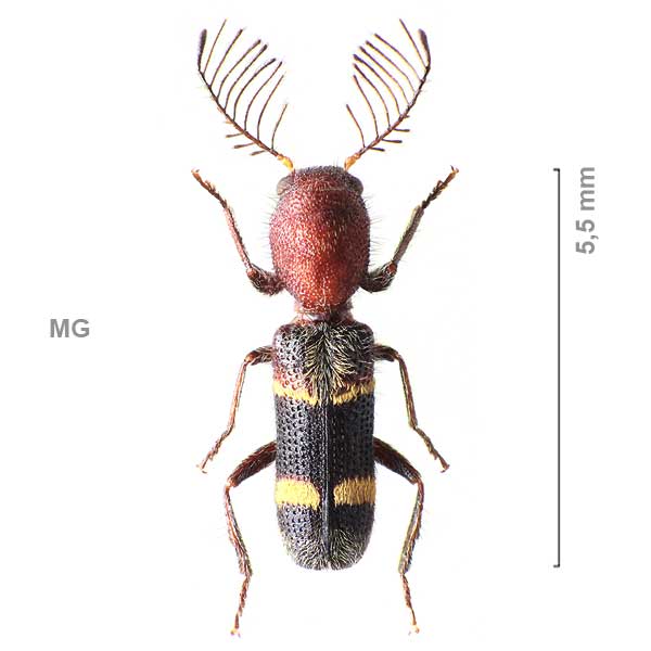 Tillinae-g06-sp-Madagascar1