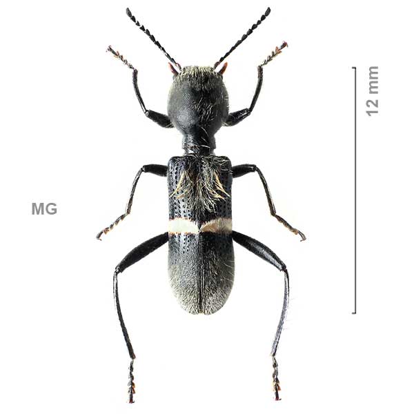 Tillinae-g07-sp-Madagascar1