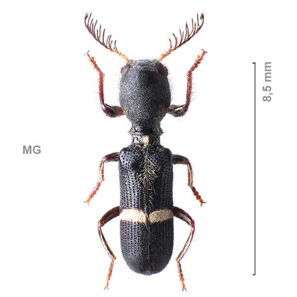 Tillinae-g08-sp-Madagascar1