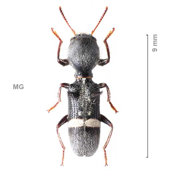 Tillinae-g09-sp-Madagascar1