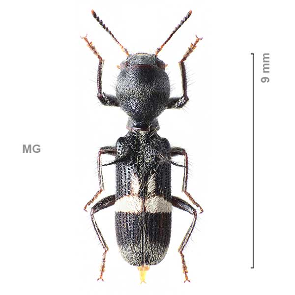 Tillinae-g09-sp-Madagascar2