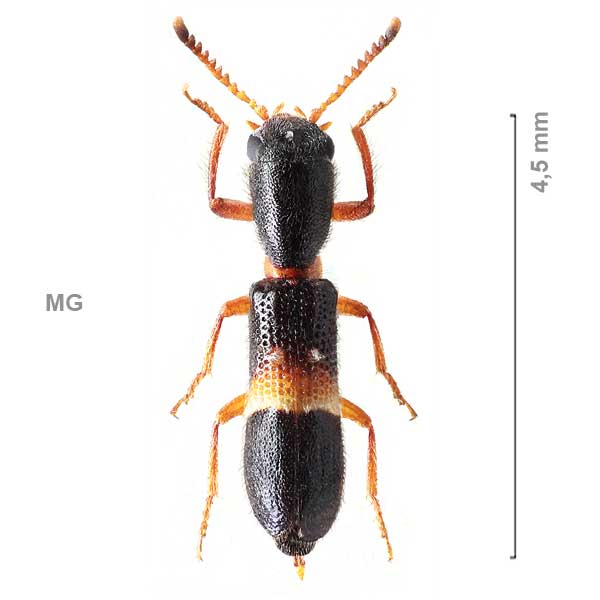 Tillinae-g11-sp-Madagascar2